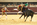 Tauromachie, corrida portugaise